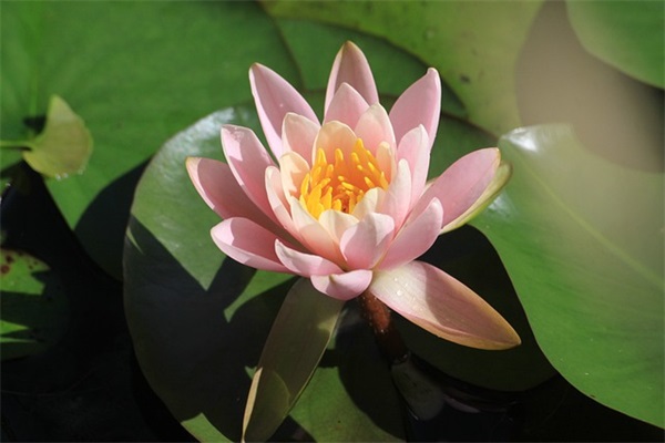 名字带沉默的网名