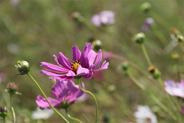 简单好听的情侣名字三个字(精选265个)