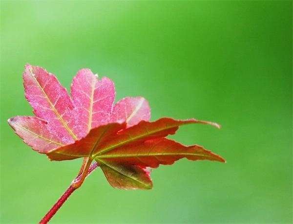 超a禁欲系情侣网名(精选126个)