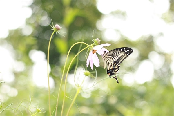 带弓字酷气的网名昵称