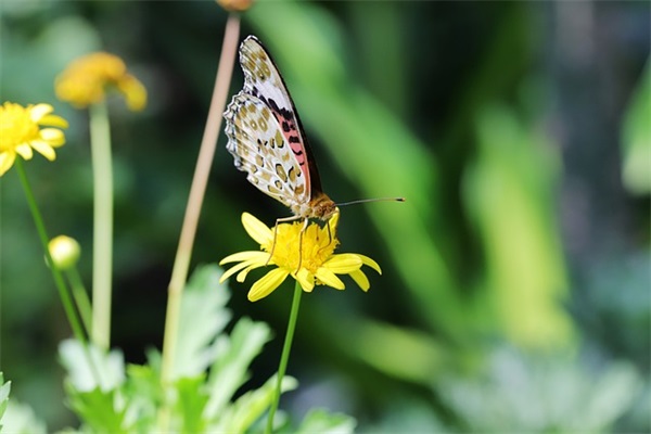 带弓字烂漫的网名昵称