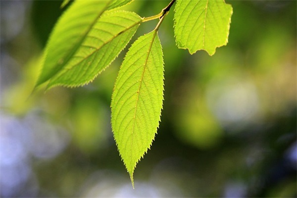 带弓字落泪的网名昵称