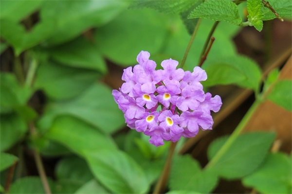 高雅内涵微信网名