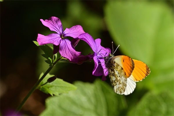 好听的英文微信网名