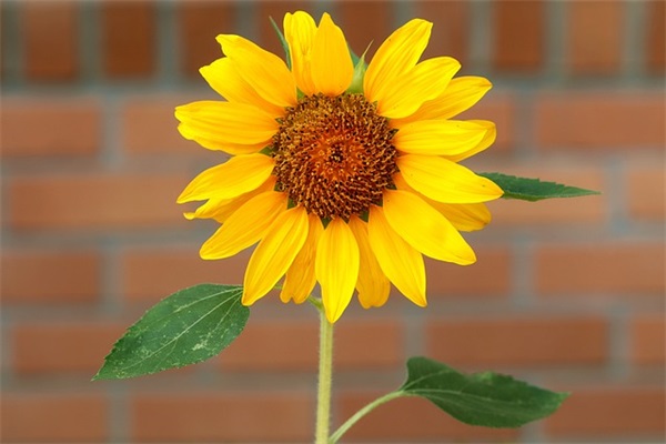 王者荣耀昵称大全(优选321个)