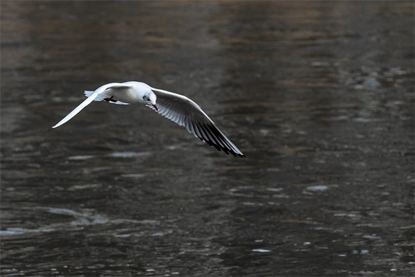 三个字的情侣游戏名(精选101对)