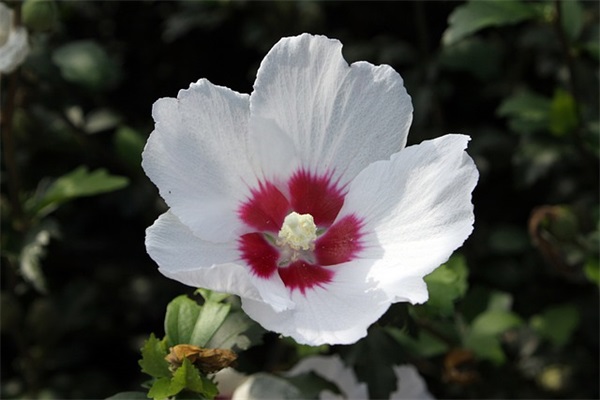 男生阳光帅气的昵称,男生干净阳光网名