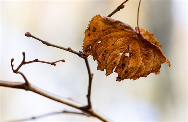 好听又独一无二的昵称（精选130个）