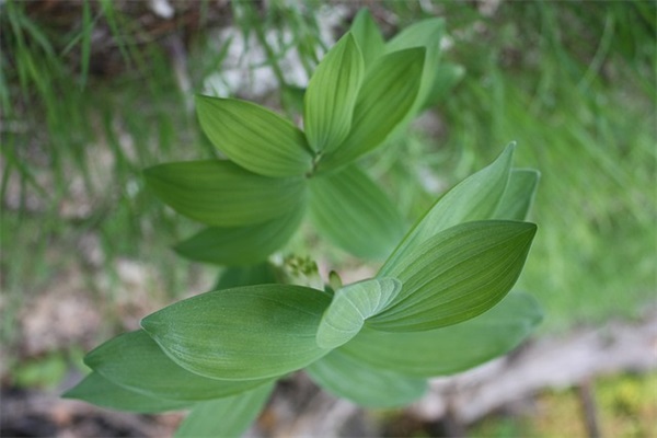 4个字的帮派名字唯美