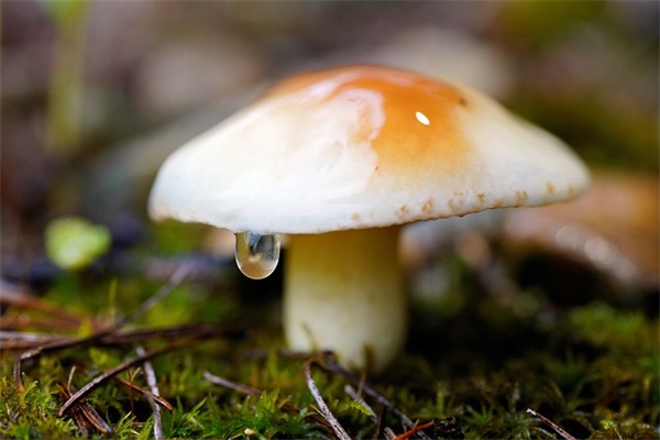 适合女生的网名昵称古风(共146个)