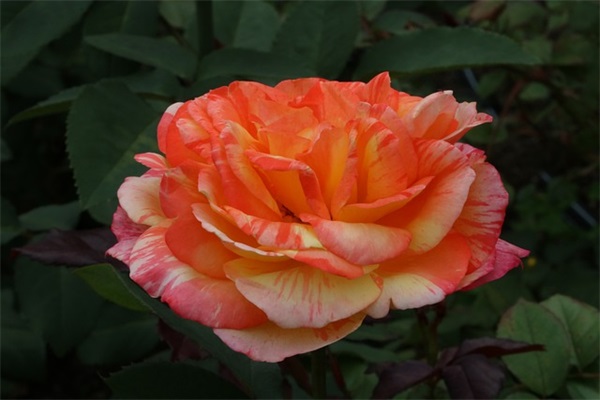 公会名字高雅有内涵,公会名字有诗意的