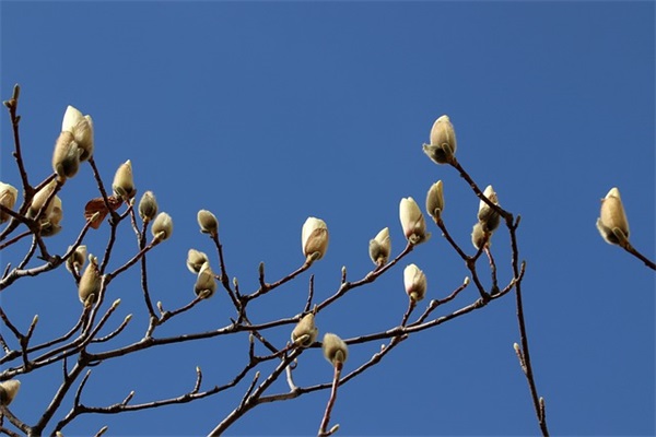 新主播起什么名字能火