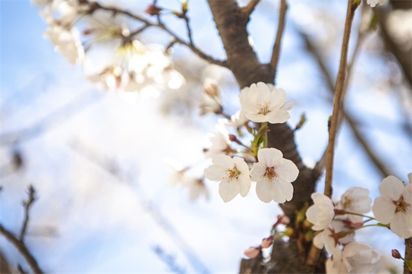 古风文艺游戏名字