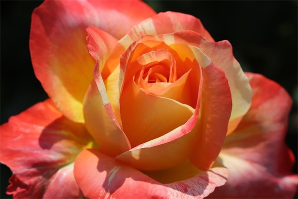 七个分组名称简约