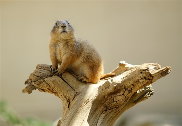 好听繁体字两字网名(共67个)