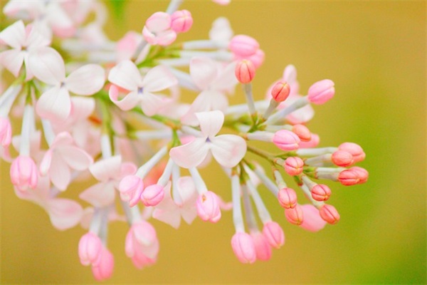 记录农村生活的快手名字(107个)