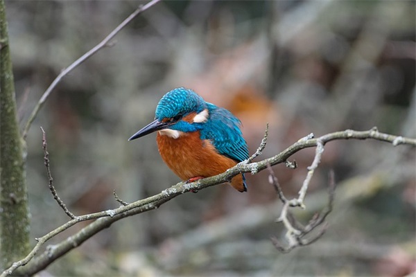 可爱清新的女生昵称两个字(共150个)