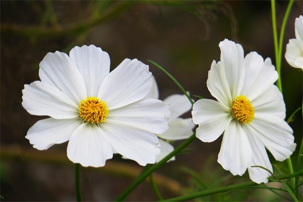 抖音好听的英文网名大全带翻译(101个)