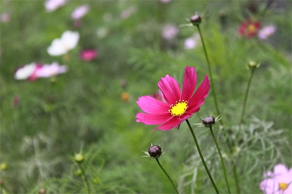 繁体字QQ情侣网名(优选72个)