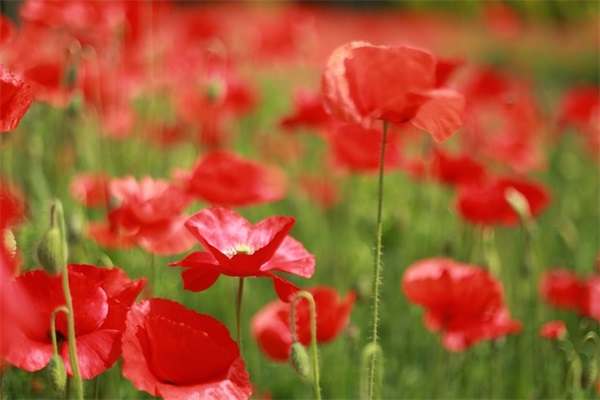 唯美古风五字网名(共100个)