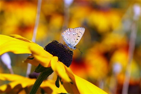 cf一个字的名字大全骚气（独特的cf一个字的名字大全）