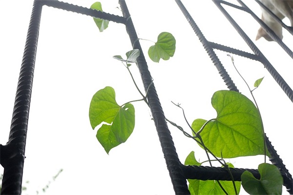 姓康谐音的可爱网名女生