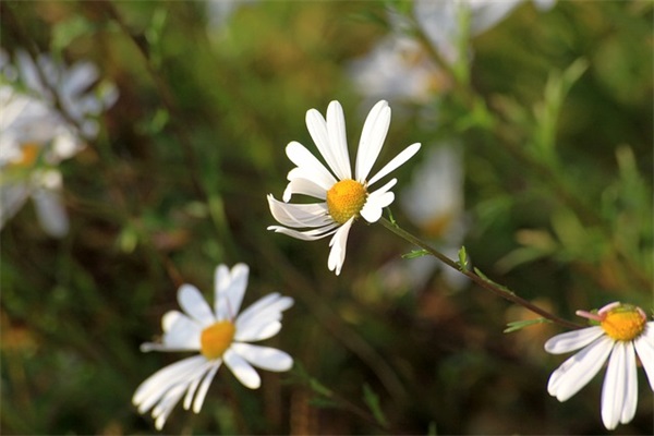 古风网名女3个字