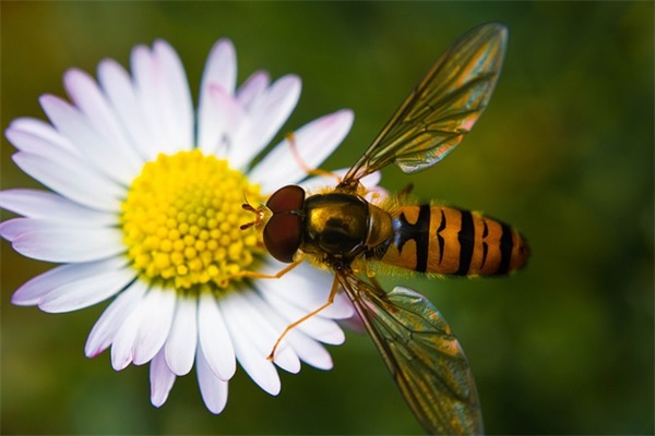 可爱的英文网名女生萌