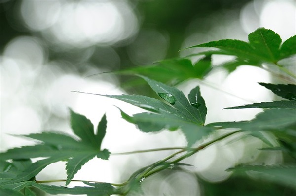 女生带拽个性网名