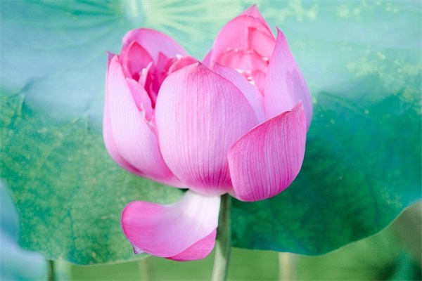 可爱网名女生两个字