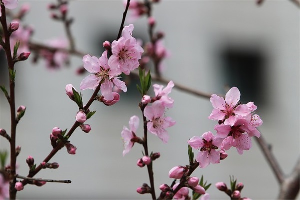 qq黑社会女生网名