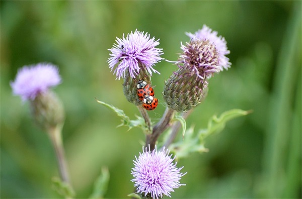 网名女生可爱单纯