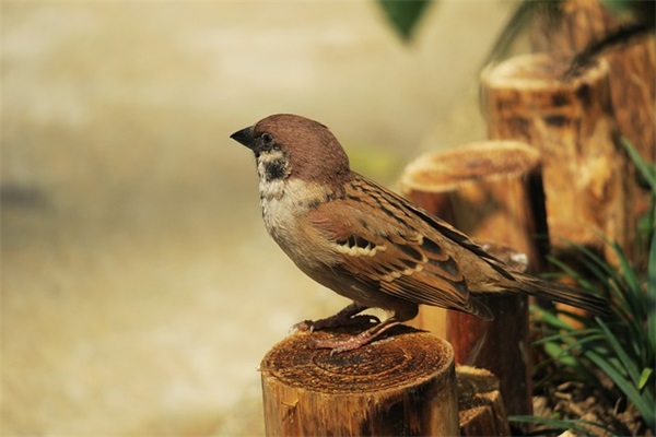 最美开头古风网名女生