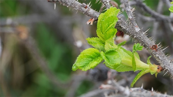女生用的网名好听简单好记