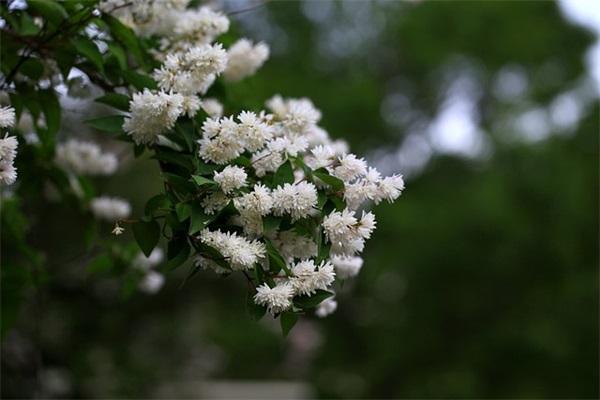 简单可爱女生网名