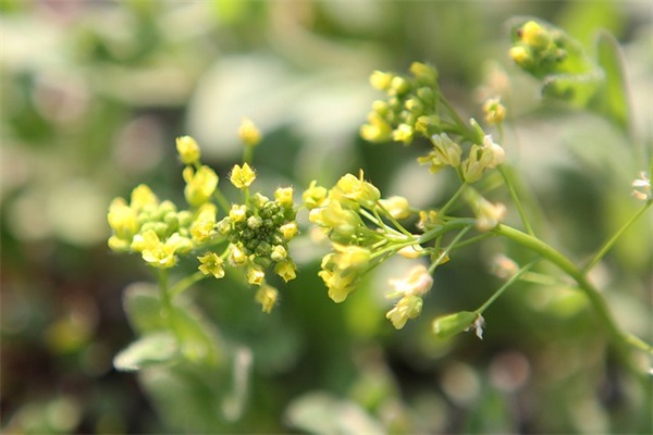 古风网名三个字 女