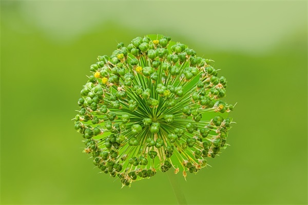 可爱甜美的英文网名女