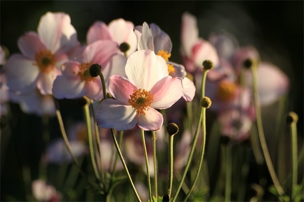 高傲的qq女生网名