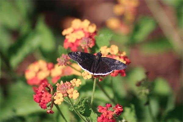 好听可爱的女生网名