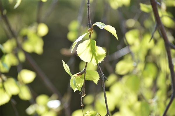 抖音网名女生简单英文名