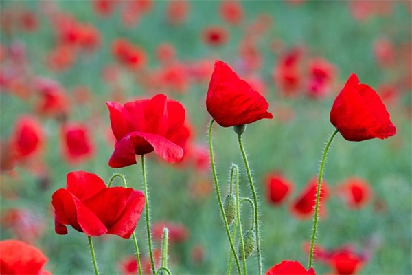 劲舞团女生个性网名