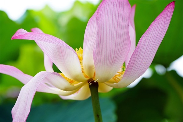 英文网名女简单唯美