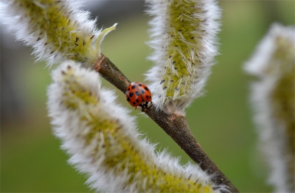 qq女生英语网名