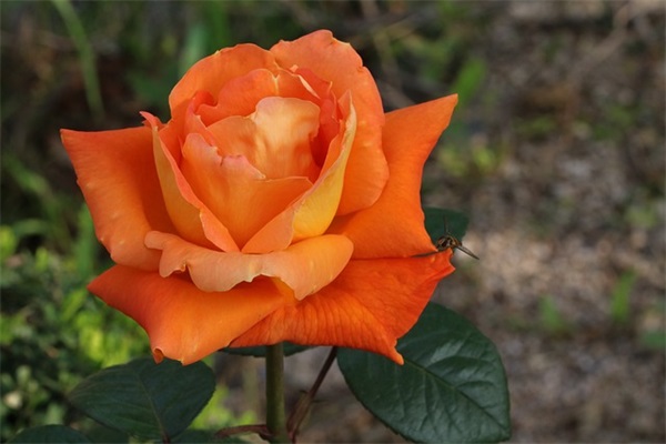 qq女的网名一个字的