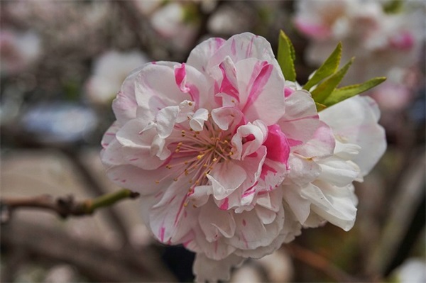 女强人的个性网名
