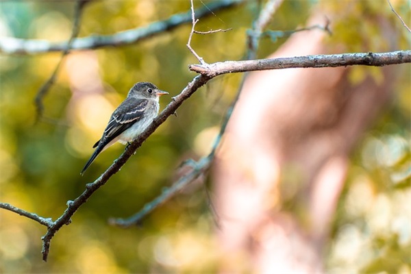 女生网名两字个性网