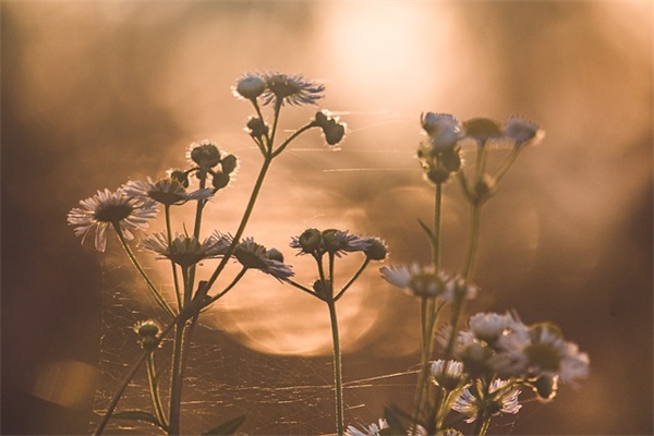 古风妖女的网名