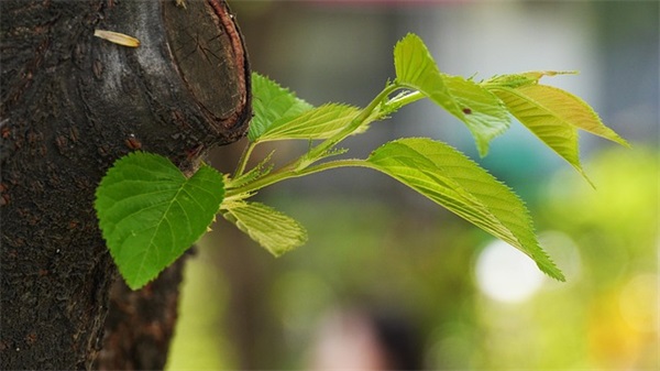 爱国的可爱女生网名