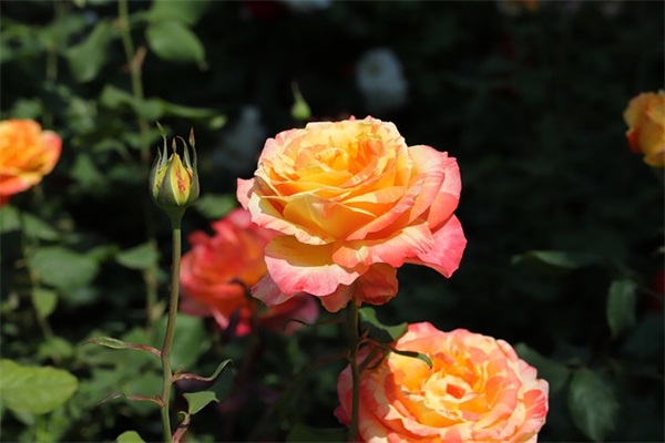 2025最赚钱的热门樱花校园名字男生古风