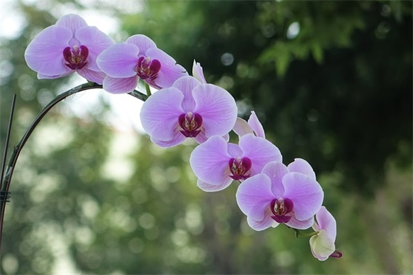 2025热门一人之下关于大乔id名字(精选45个)